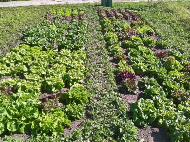 ernaehrungsrat_190912_0179__Salatfeld_5738982ddc