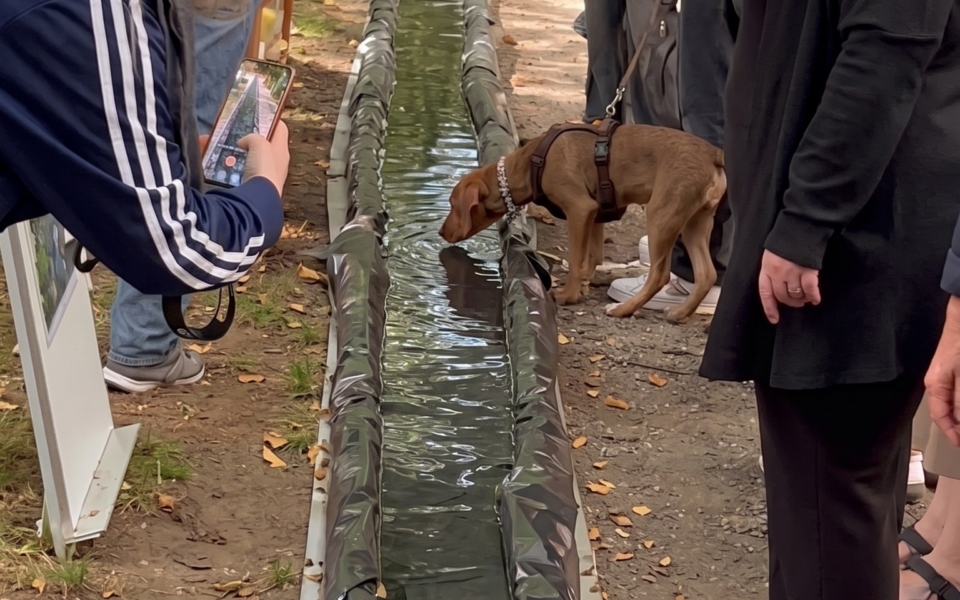 Ein Beverbach für Aachen: Der simulierte Bachlauf auf der Oppenhoffallee
